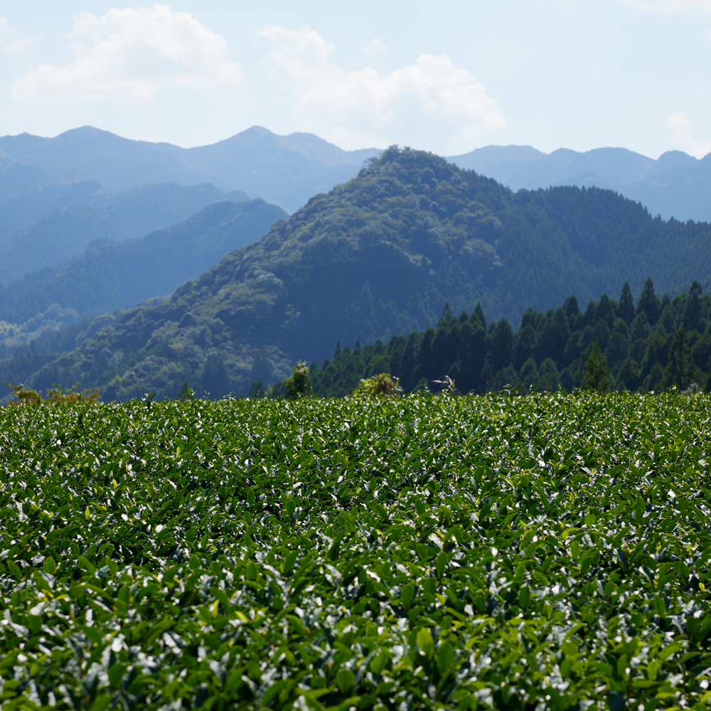 Organic Bancha Yame Yabukita Organic Bancha Yame Yabukita