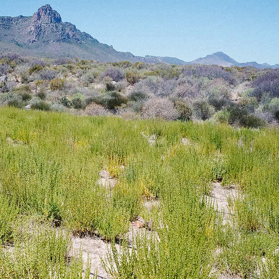 Buchu sans pesticides Buchu sans pesticides