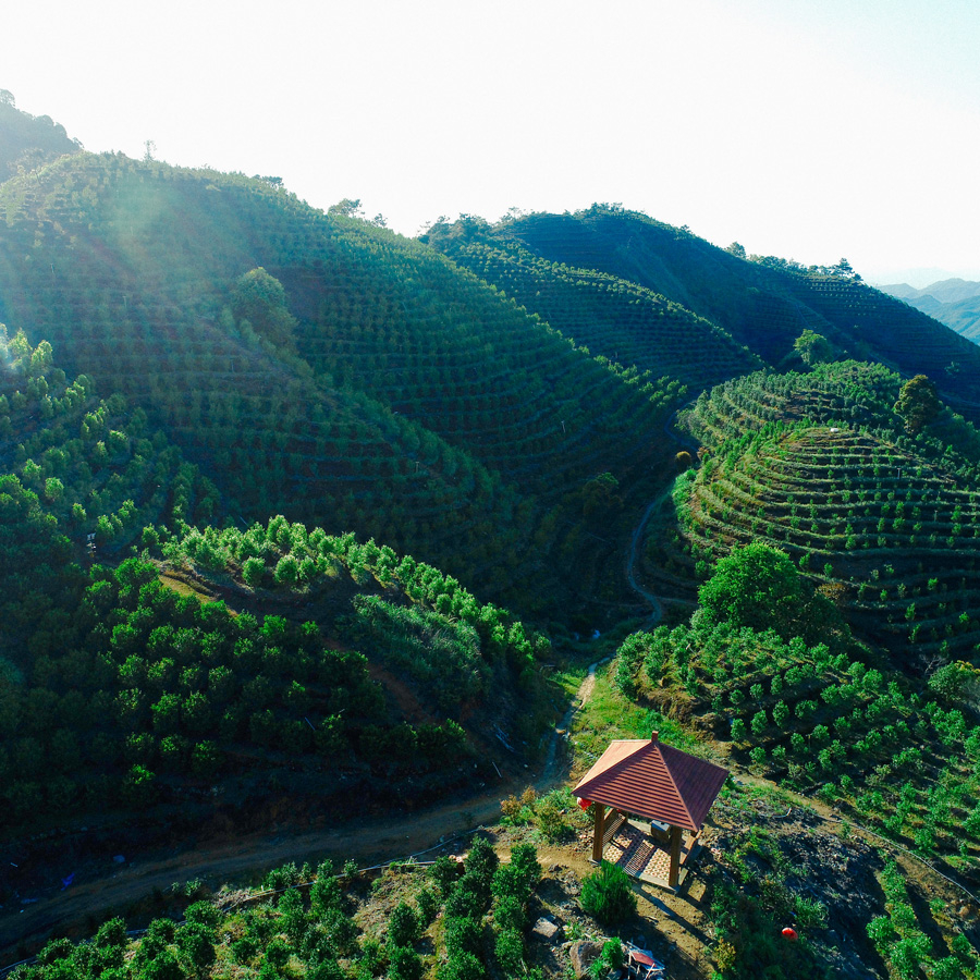 Phoenix Dancong Oolong Lao Cong Mi Lan Xiang