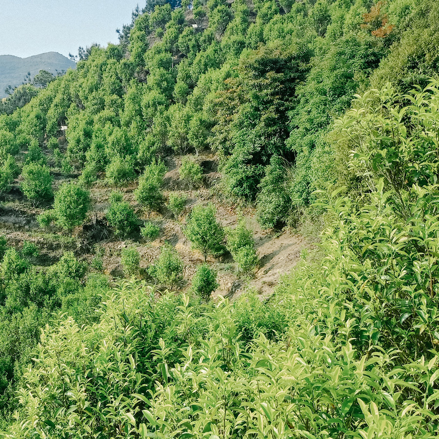 Phoenix Dancong Oolong Lao Cong Mi Lan Xiang