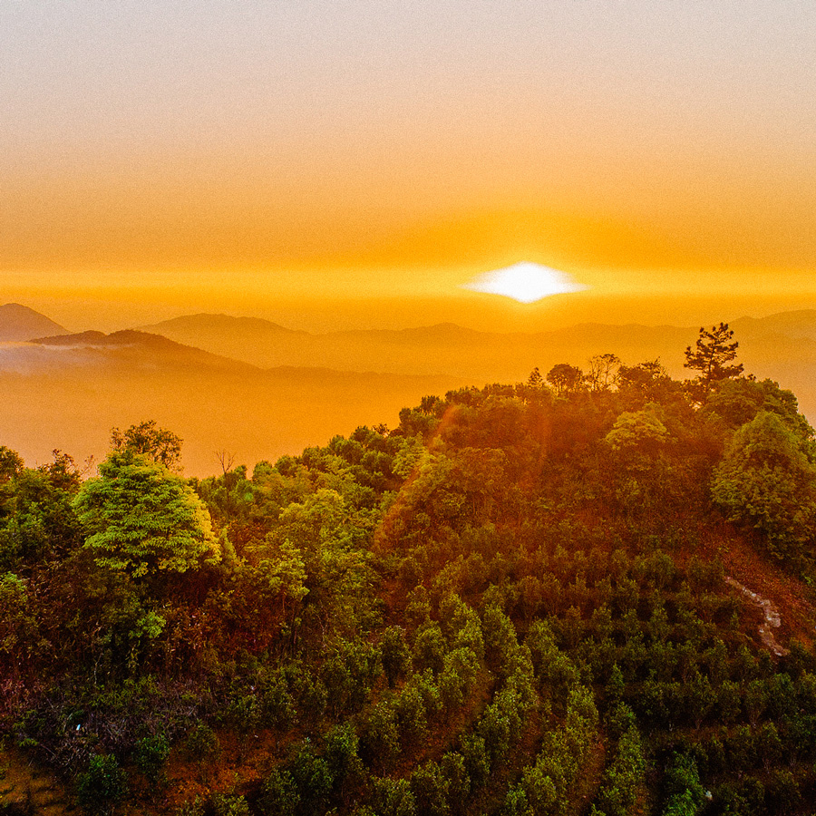 Phoenix Dancong Oolong Lao Cong Mi Lan Xiang