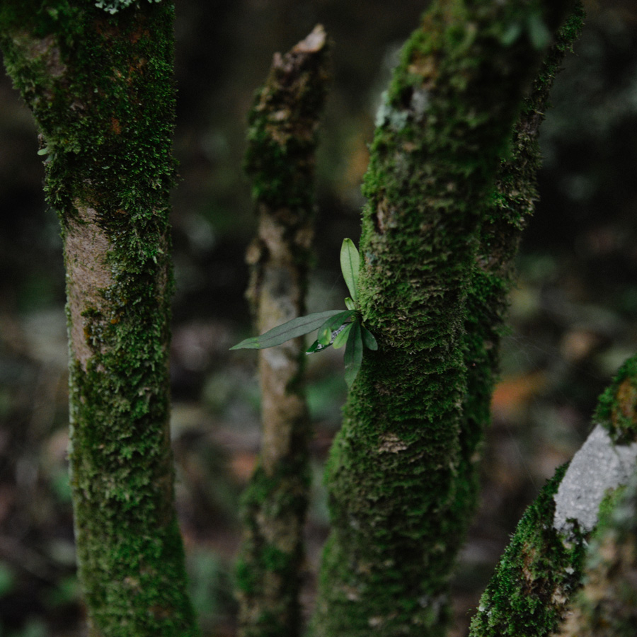 Phoenix Dancong Oolong Lao Cong Mi Lan Xiang