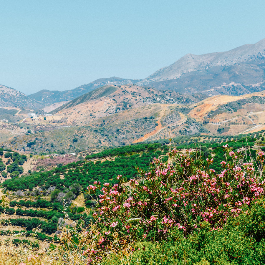 Kretischer Diktamos Tee Bio