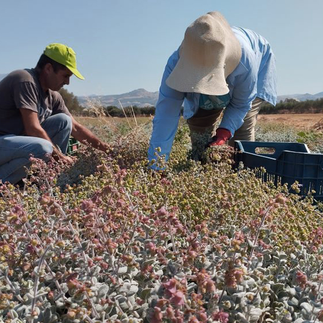 Tisane de Dictame de Crète bio