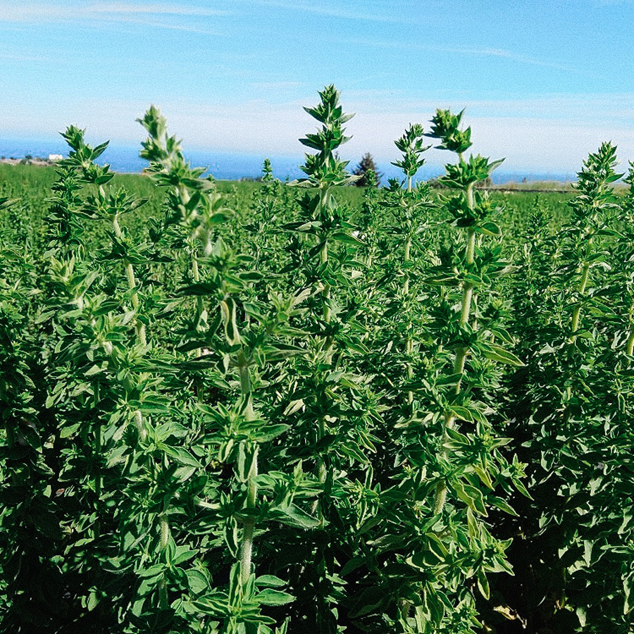 Kretische Kräuter Teemischung Bio Kretische Kräuter Teemischung Bio