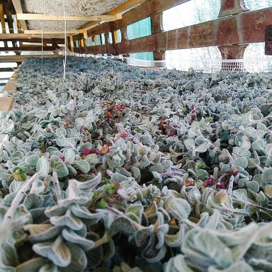 Kretische Kräuter Teemischung Bio Kretische Kräuter Teemischung Bio