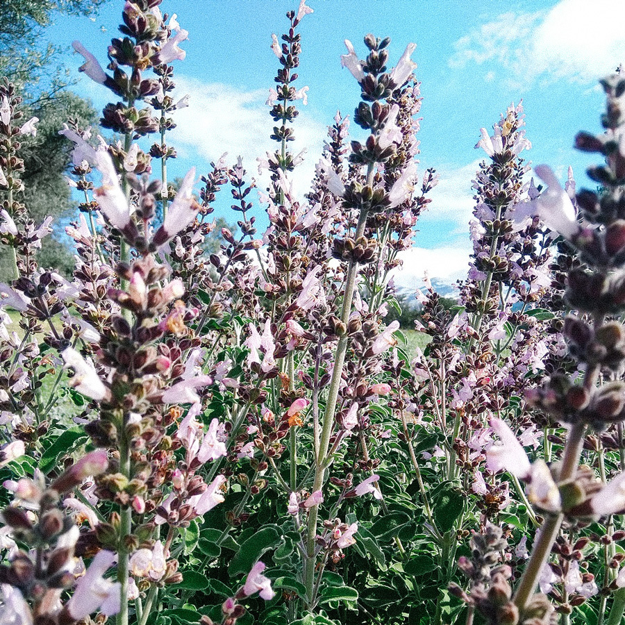 Organic Cretan Herbal Tea