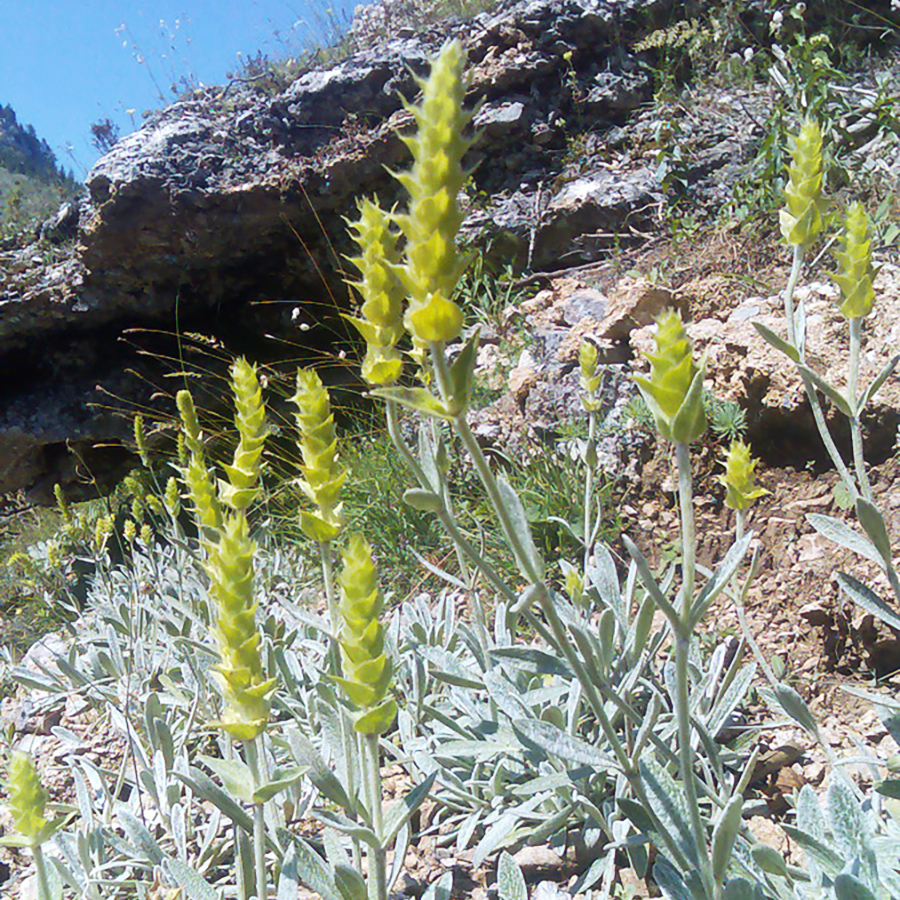 Mursalski Bergteemischung Mursalski Bergteemischung