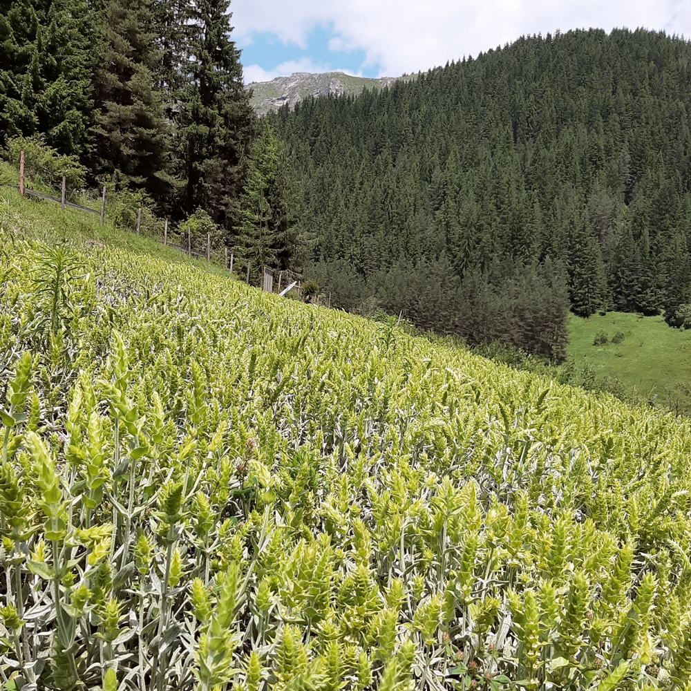 Mursalski Mountain Tea Blend Mursalski Mountain Tea Blend