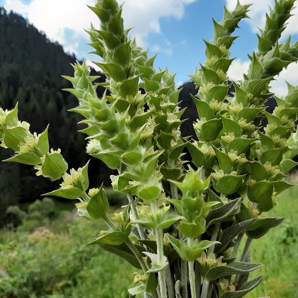 Mursalski Bergteemischung Mursalski Bergteemischung