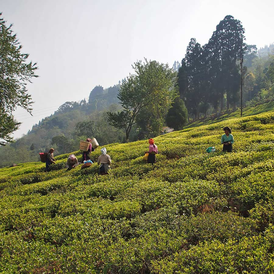 White Darjeeling Glenburn Moonshine First Flush