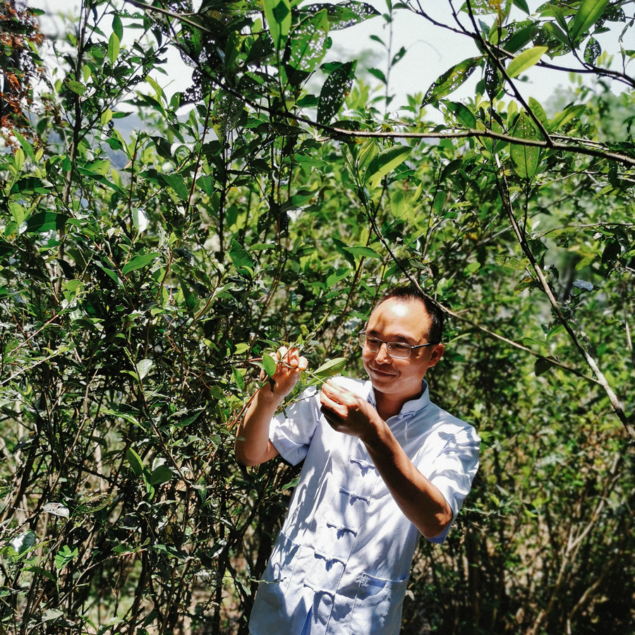 Gâteau de thé vieilli Zheng He Bai Mu Dan 2021 260 g Gâteau de thé vieilli Zheng He Bai Mu Dan 2021 260 g