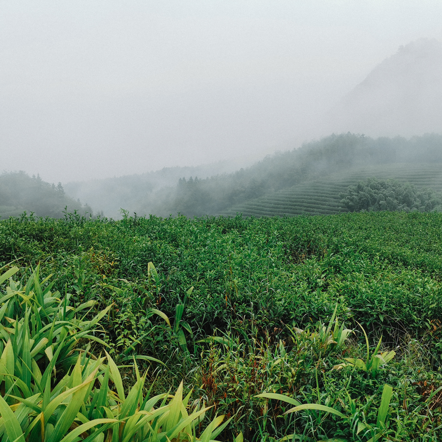 Aged Zheng He Bai Mu Dan Squares 2021 4g