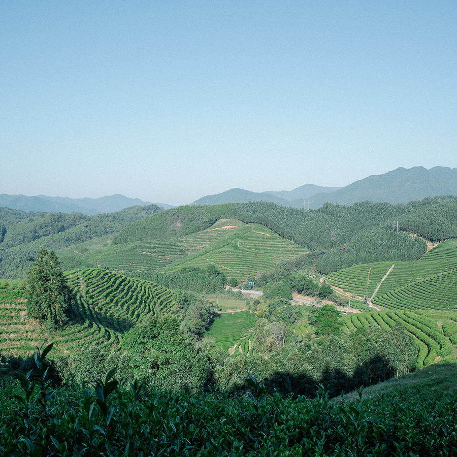 Carrés de thé vieilli Zheng He Bai Mu Dan 2021 4 g Carrés de thé vieilli Zheng He Bai Mu Dan 2021 4 g