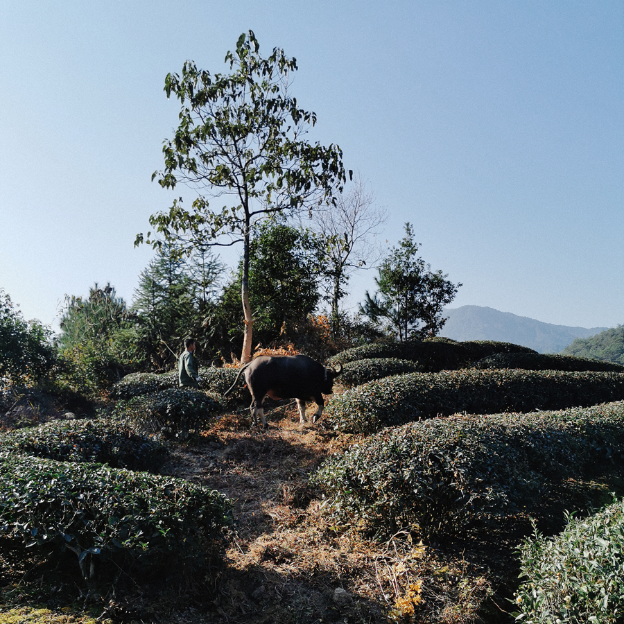 Carrés de thé vieilli Zheng He Bai Mu Dan 2021 4 g Carrés de thé vieilli Zheng He Bai Mu Dan 2021 4 g