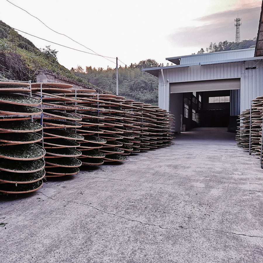 Carrés de thé vieilli Zheng He Bai Mu Dan 2021 4 g Carrés de thé vieilli Zheng He Bai Mu Dan 2021 4 g
