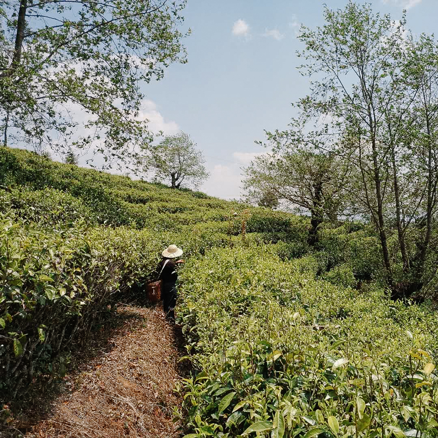 Yunnan Bai Mu Dan Vieilli Cake 2021 Bio
