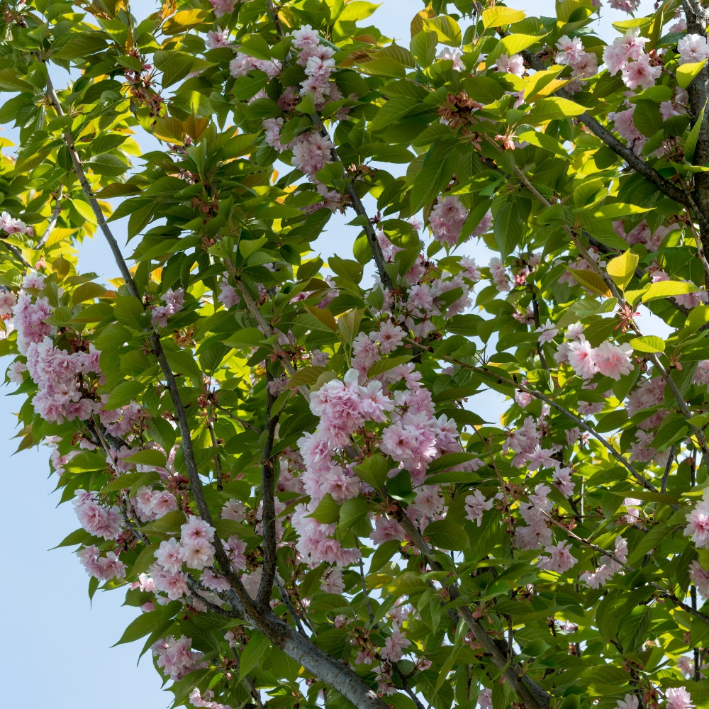 Thé Feuilles de Sakura Sauvage Bio Thé Feuilles de Sakura Sauvage Bio