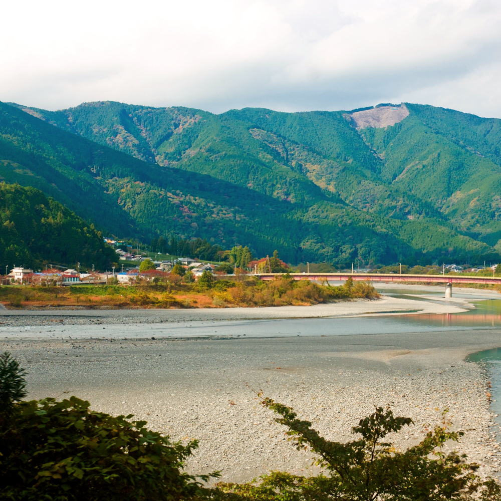 Wild Sakura Leaf Tee Bio