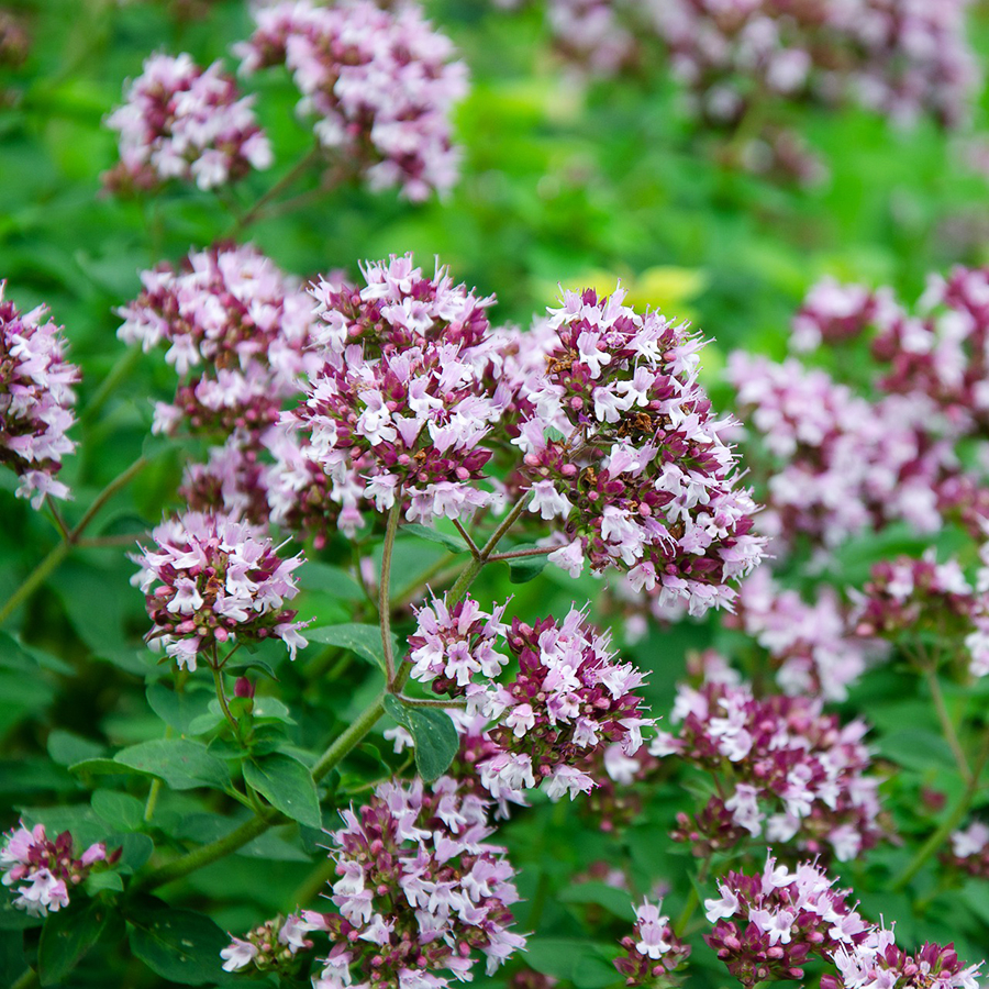 Mursalski Oreganotee Mursalski Oreganotee