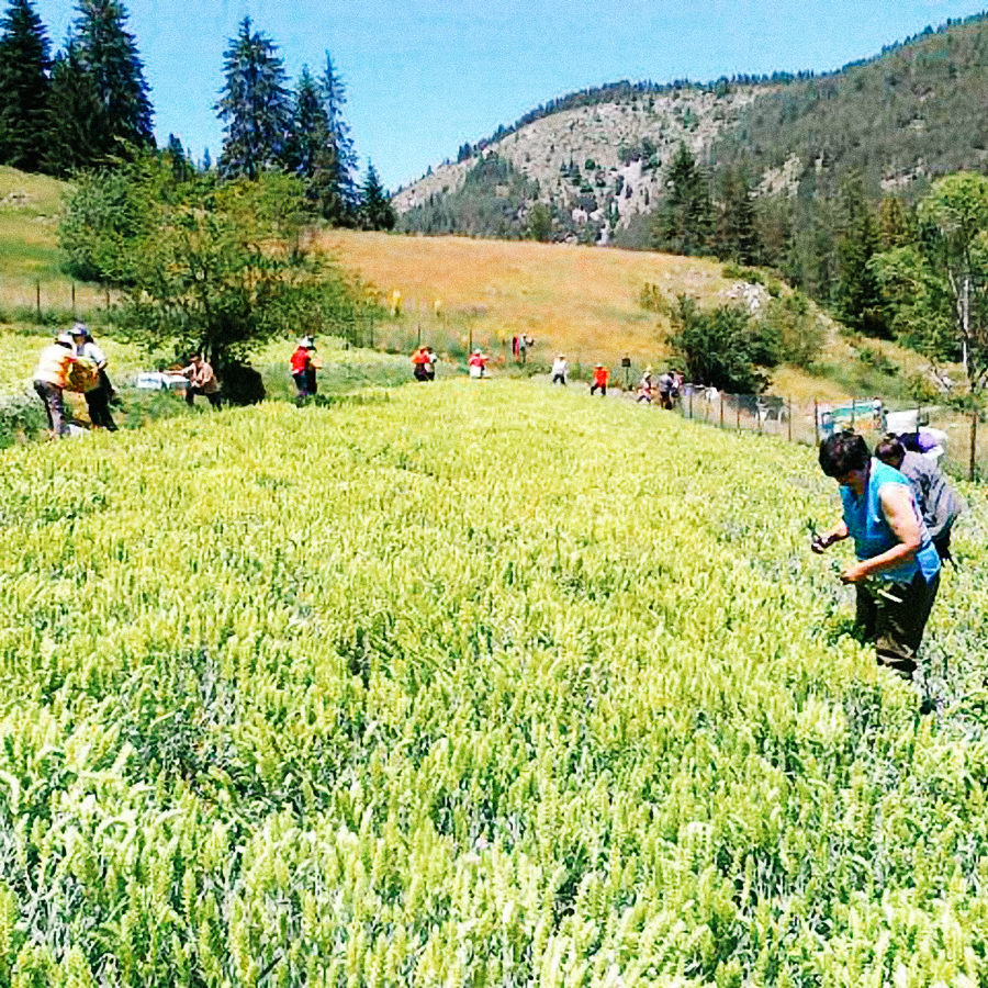 Mursalski Oreganotee Mursalski Oreganotee