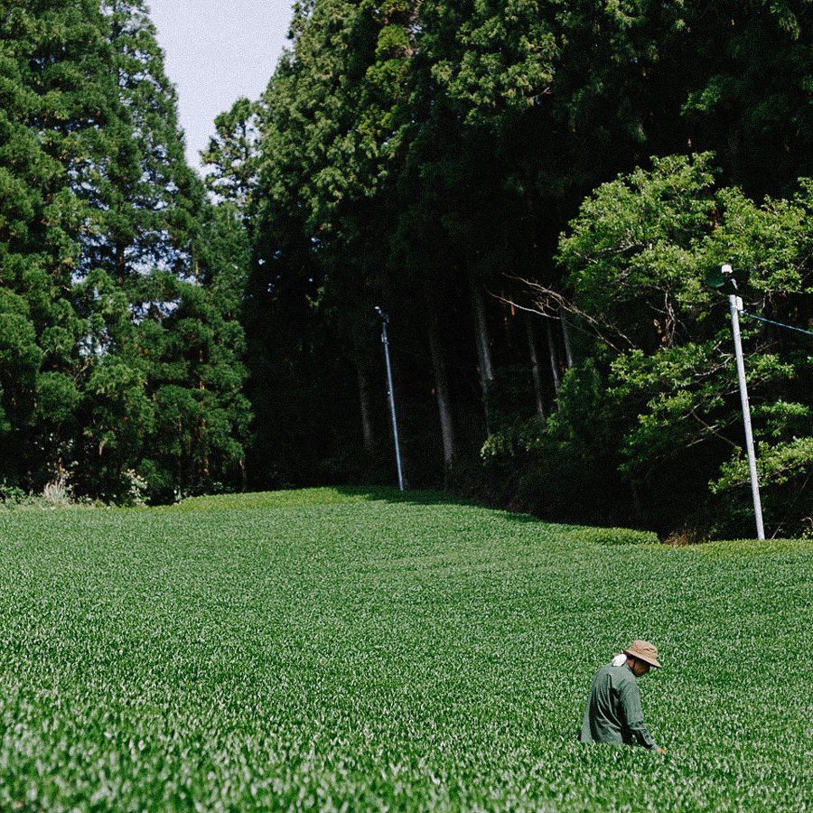 Sencha Yame Ouka Bio