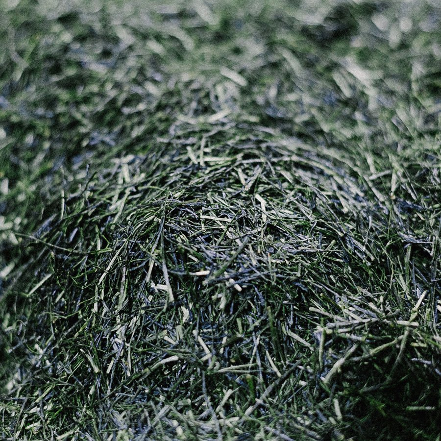 Sencha Yame Ouka Bio