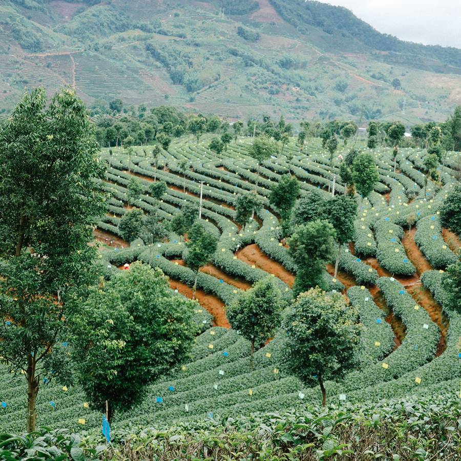 White Tea Yunnan Moonlight Aged Cake 2021 Organic White Tea Yunnan Moonlight Aged Cake 2021 Organic