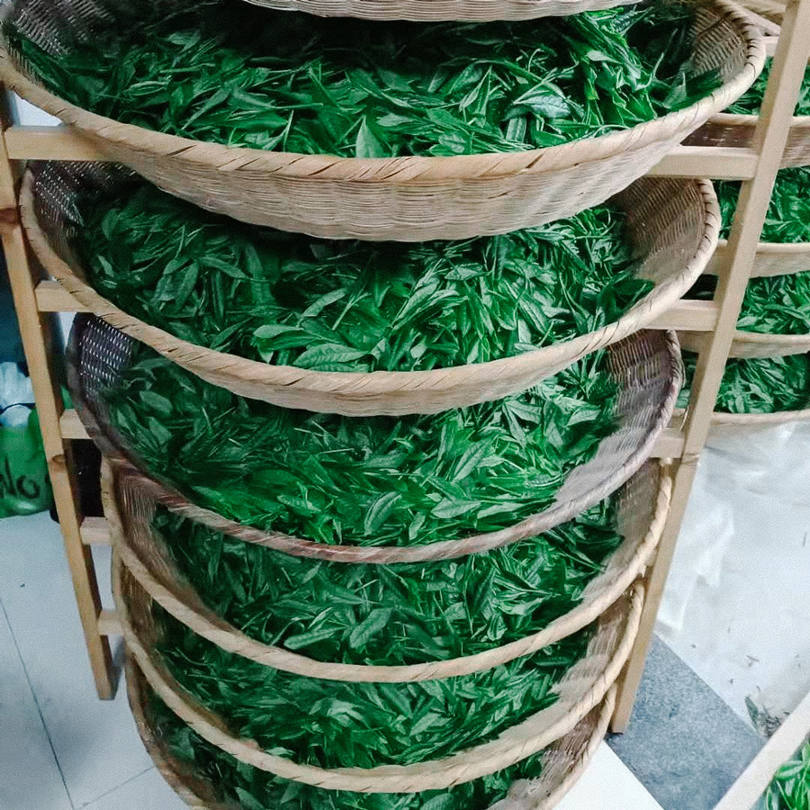 Taiping Hou Kui Imperial Grade Pesticide Free Taiping Hou Kui Imperial Grade Pesticide Free