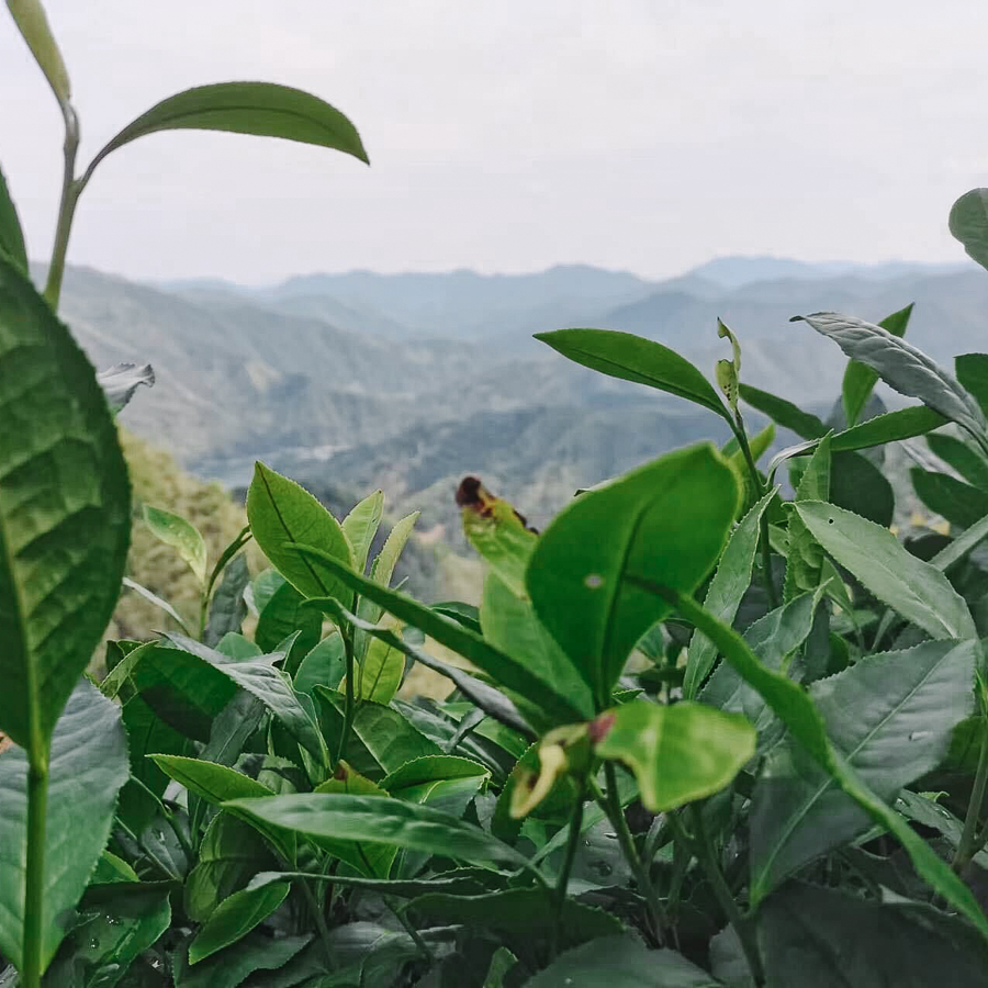 Taiping Hou Kui Imperial Grade Pesticide Free Taiping Hou Kui Imperial Grade Pesticide Free