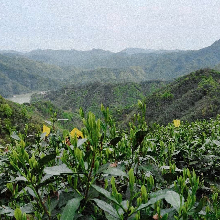 Tai Ping Hou Kui Imperial Grade sans pesticides Tai Ping Hou Kui Imperial Grade sans pesticides