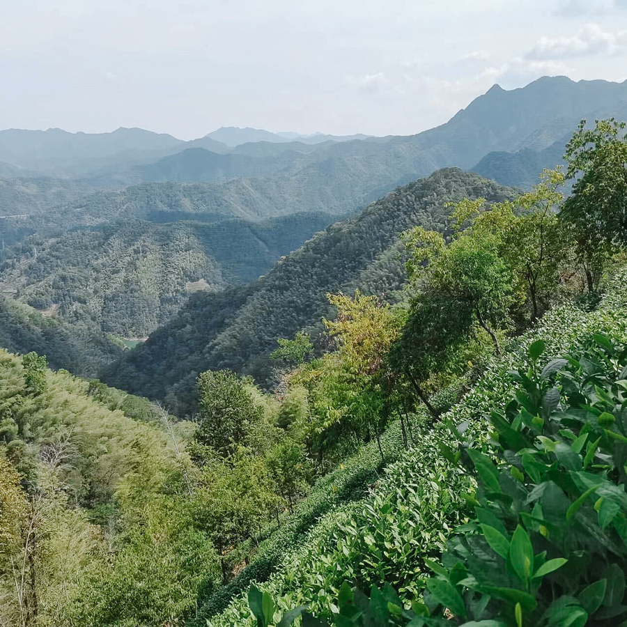 Tai Ping Hou Kui Imperial Grade sans pesticides Tai Ping Hou Kui Imperial Grade sans pesticides