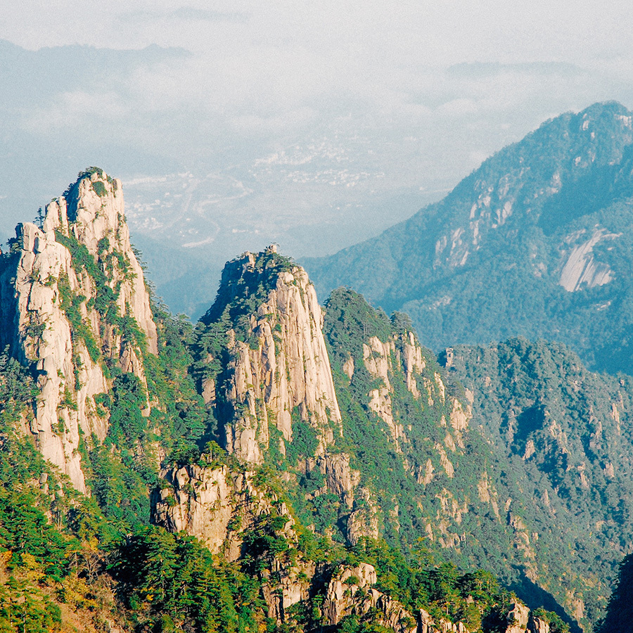 Taiping Hou Kui Super Premium Pesticide Free Taiping Hou Kui Super Premium Pesticide Free