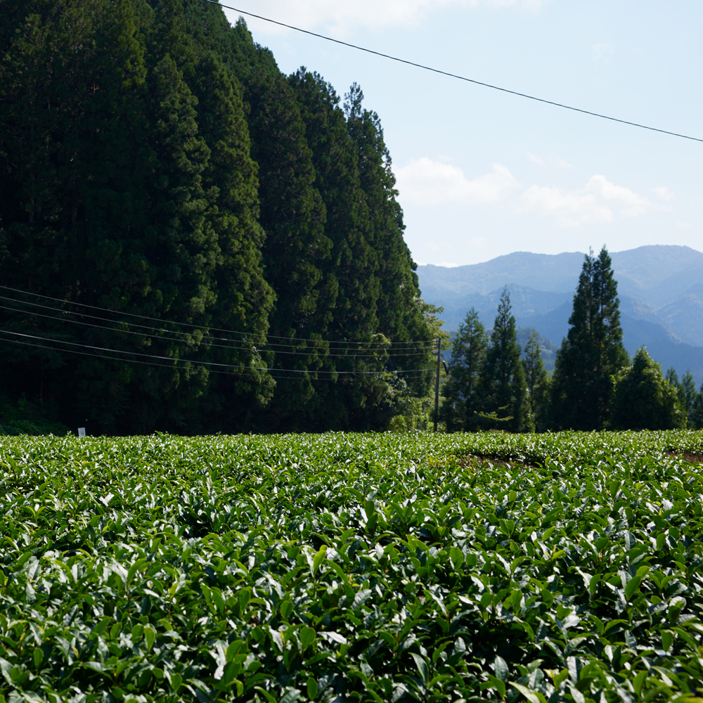Organic Sencha Yame Konacha Japanese Green Tea Organic Sencha Yame Konacha Japanese Green Tea