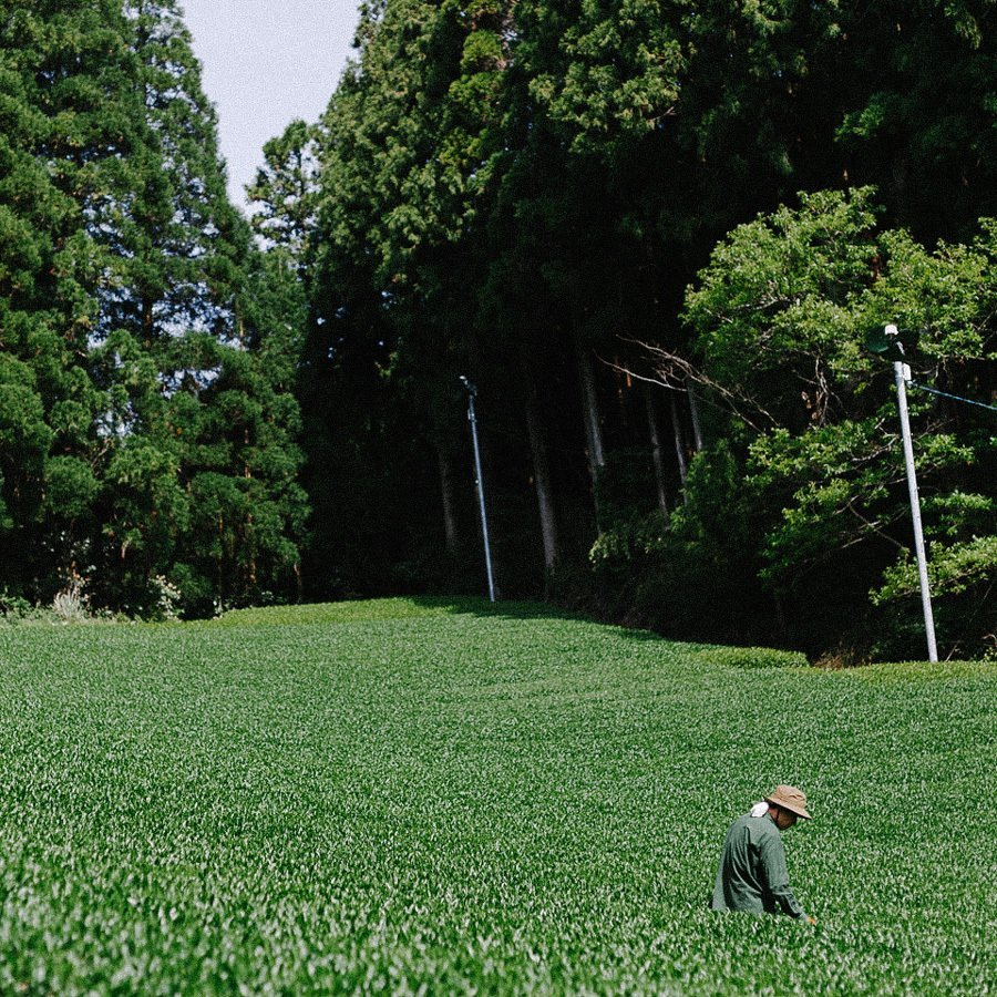 SENCHA KARIGANE YAME bio Thé vert, Japon