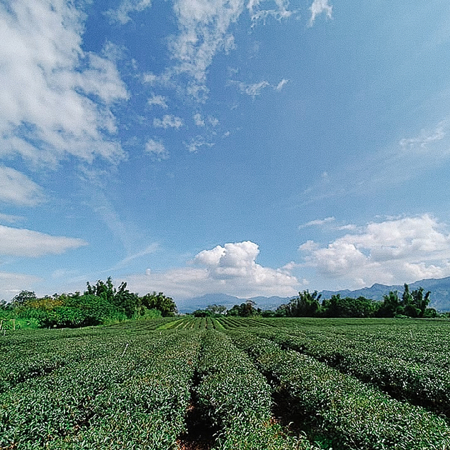 RED OOLONG  YING XIANG PEST.FREE