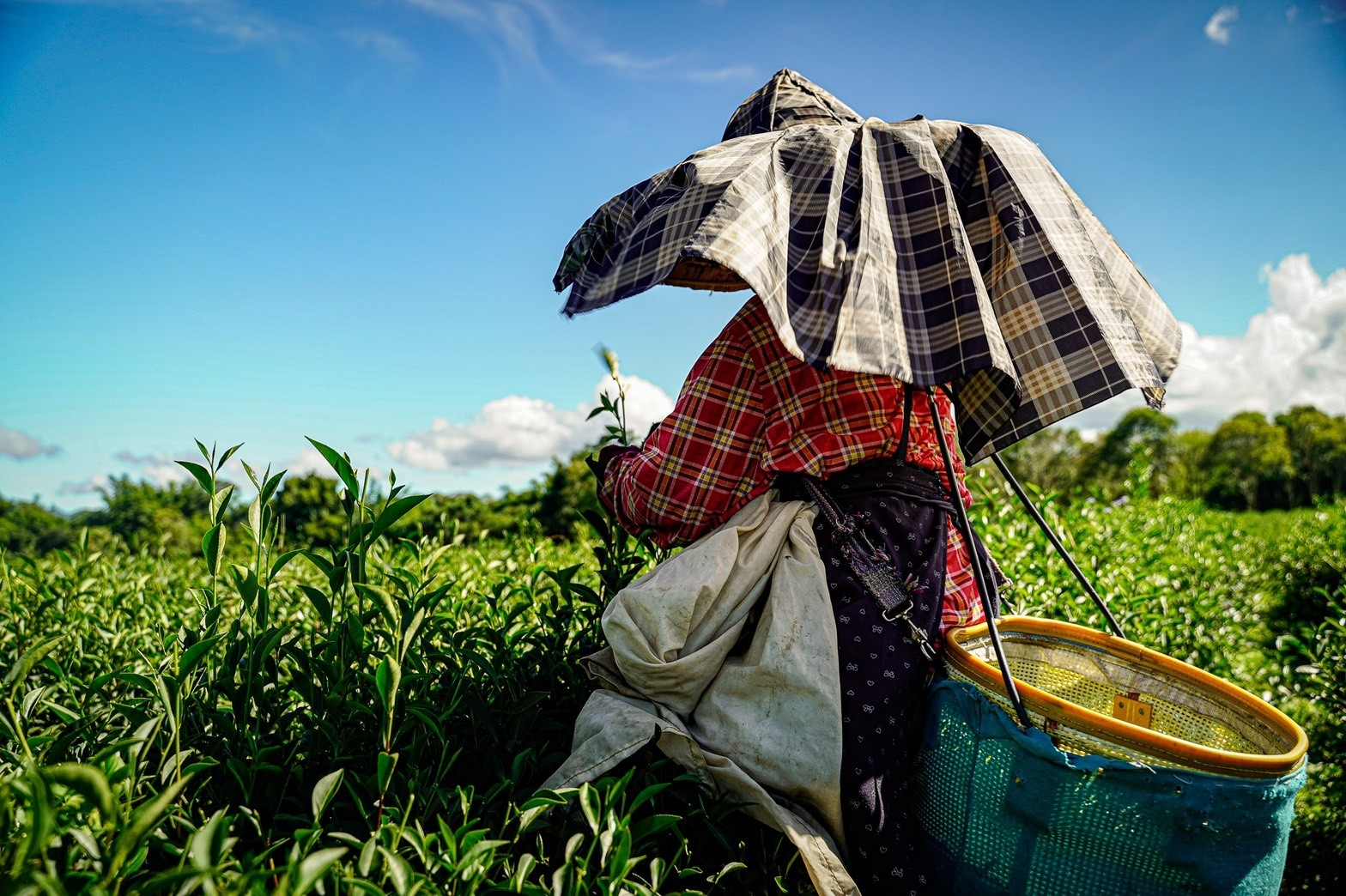 RED OOLONG YING XIANG PEST.FREE RED OOLONG YING XIANG PEST.FREE
