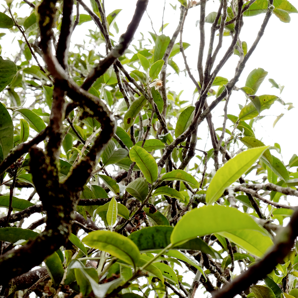 Banuo 2018 Sheng Pu Erh Banuo 2018 Sheng Pu Erh