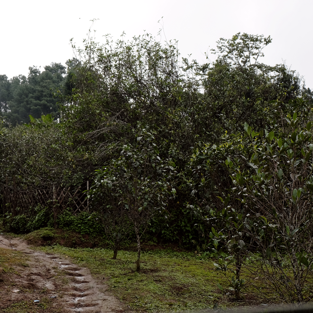 Sheng Pu Erh Tea Cake Ba Nuo 2018 Sheng Pu Erh Tea Cake Ba Nuo 2018