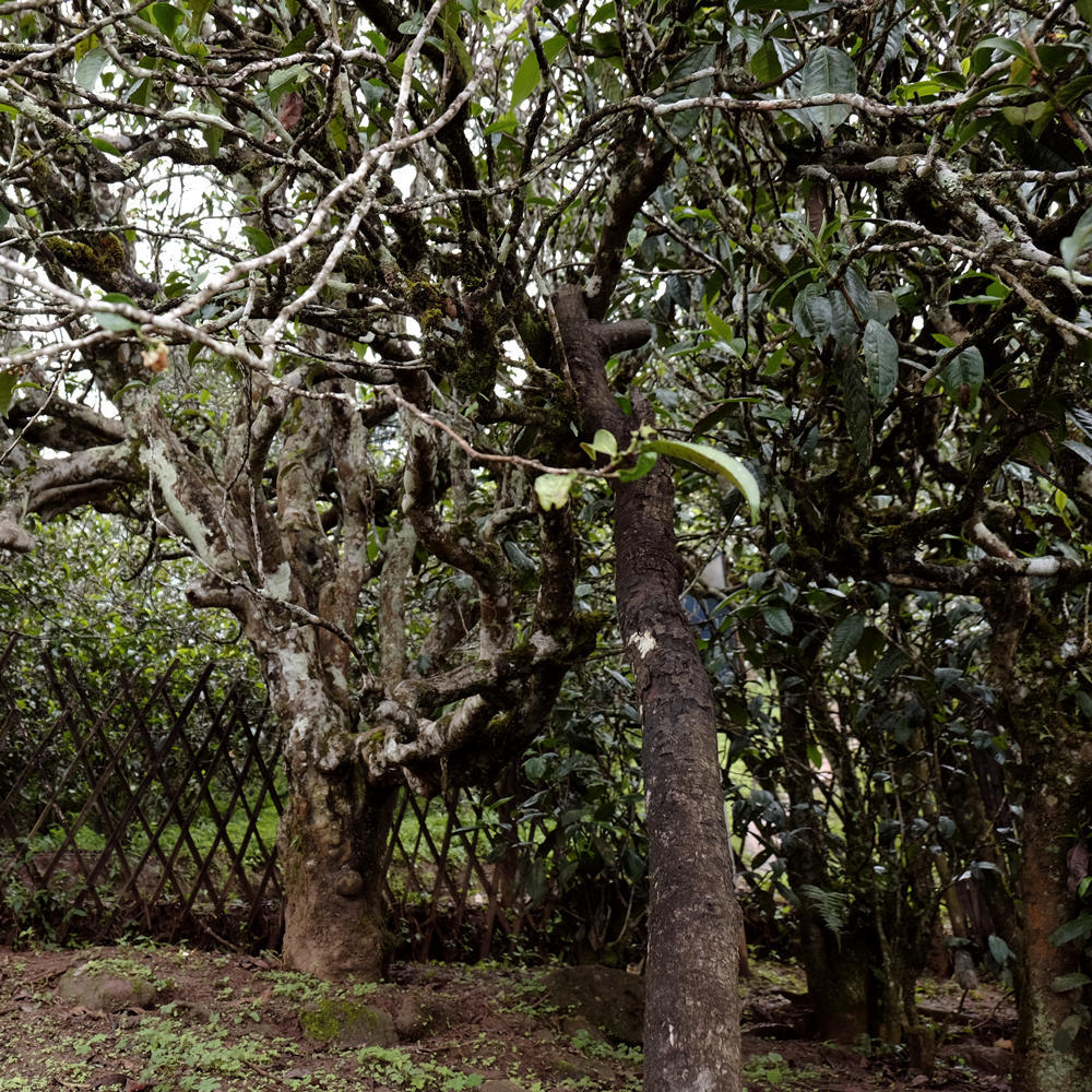 Ba Nuo 2018 Sheng Pu Erh 30g Broken Cake