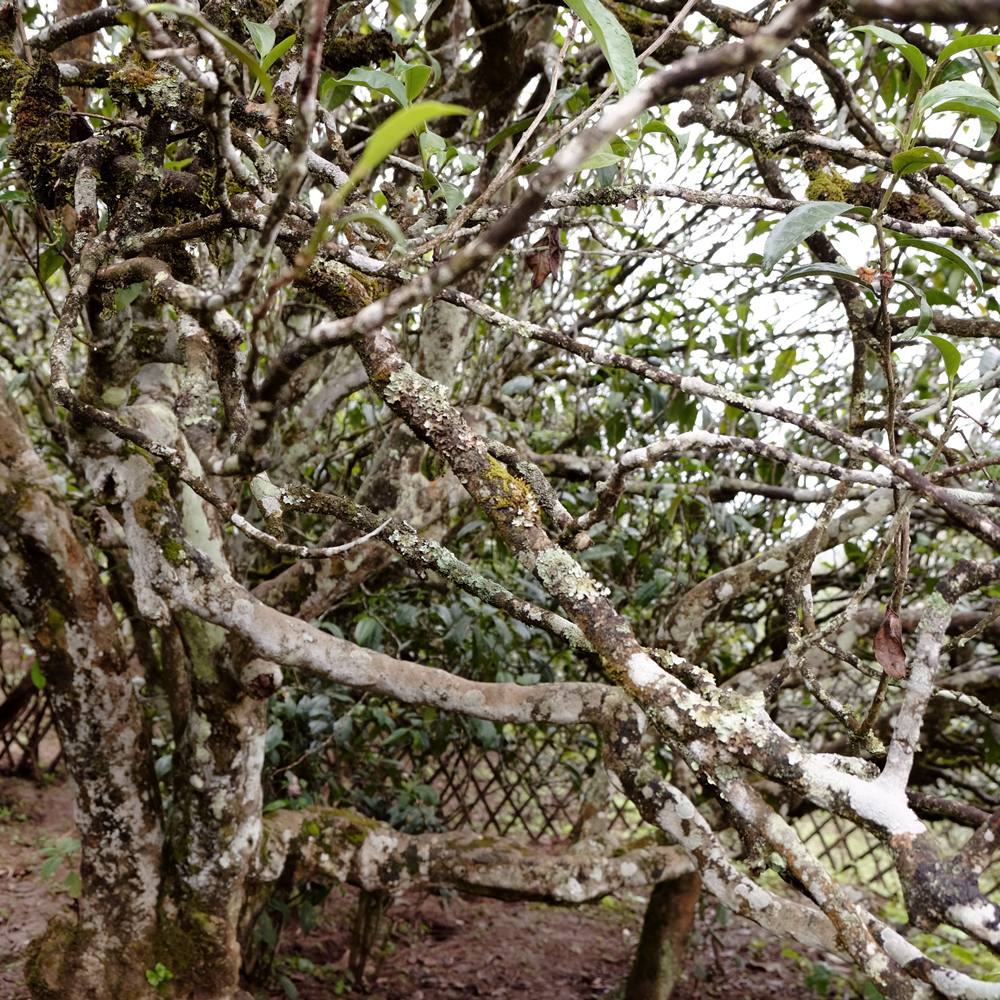 Sheng Pu Erh Maocha Loose Leaf Tea Ba Nuo 2018 Sheng Pu Erh Maocha Loose Leaf Tea Ba Nuo 2018