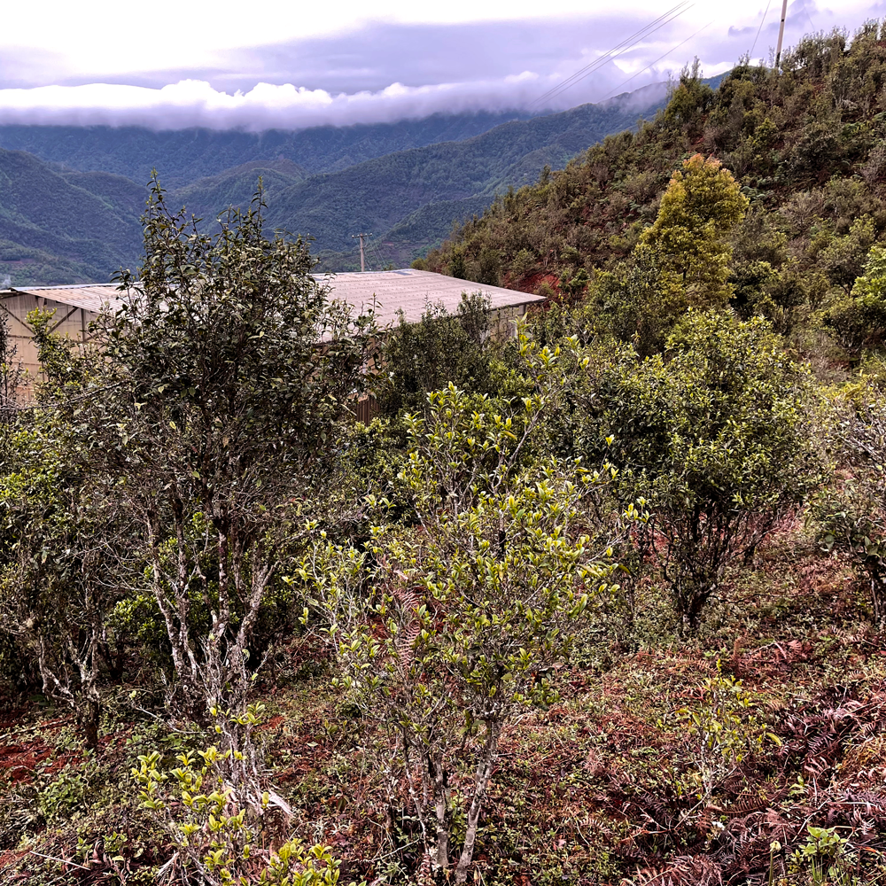 Xiao Hu Sai 2021 Sheng Pu Erh Xiao Hu Sai 2021 Sheng Pu Erh