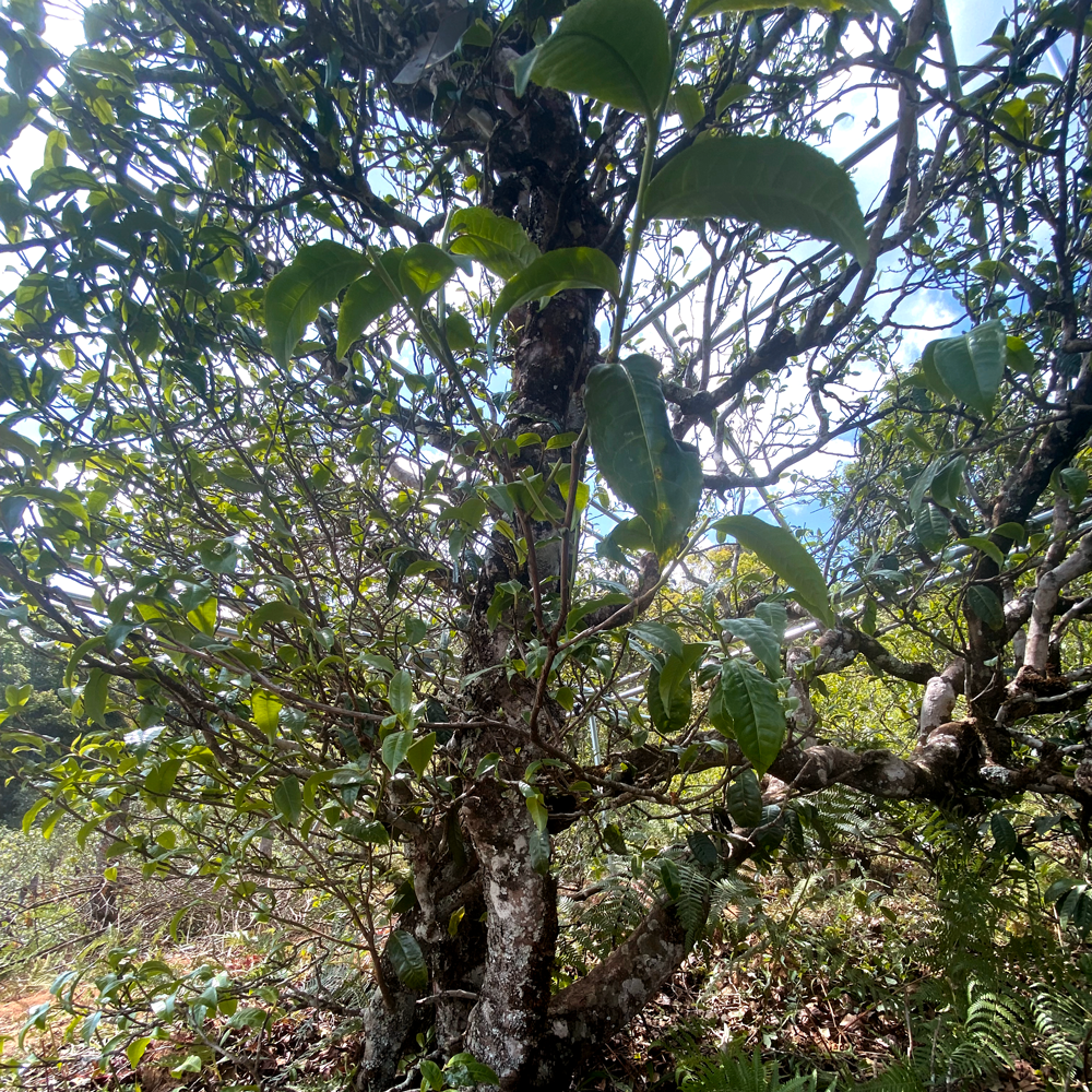 Xiao Hu Sai 2021 Sheng Pu Erh 357g Cake Xiao Hu Sai 2021 Sheng Pu Erh 357g Cake