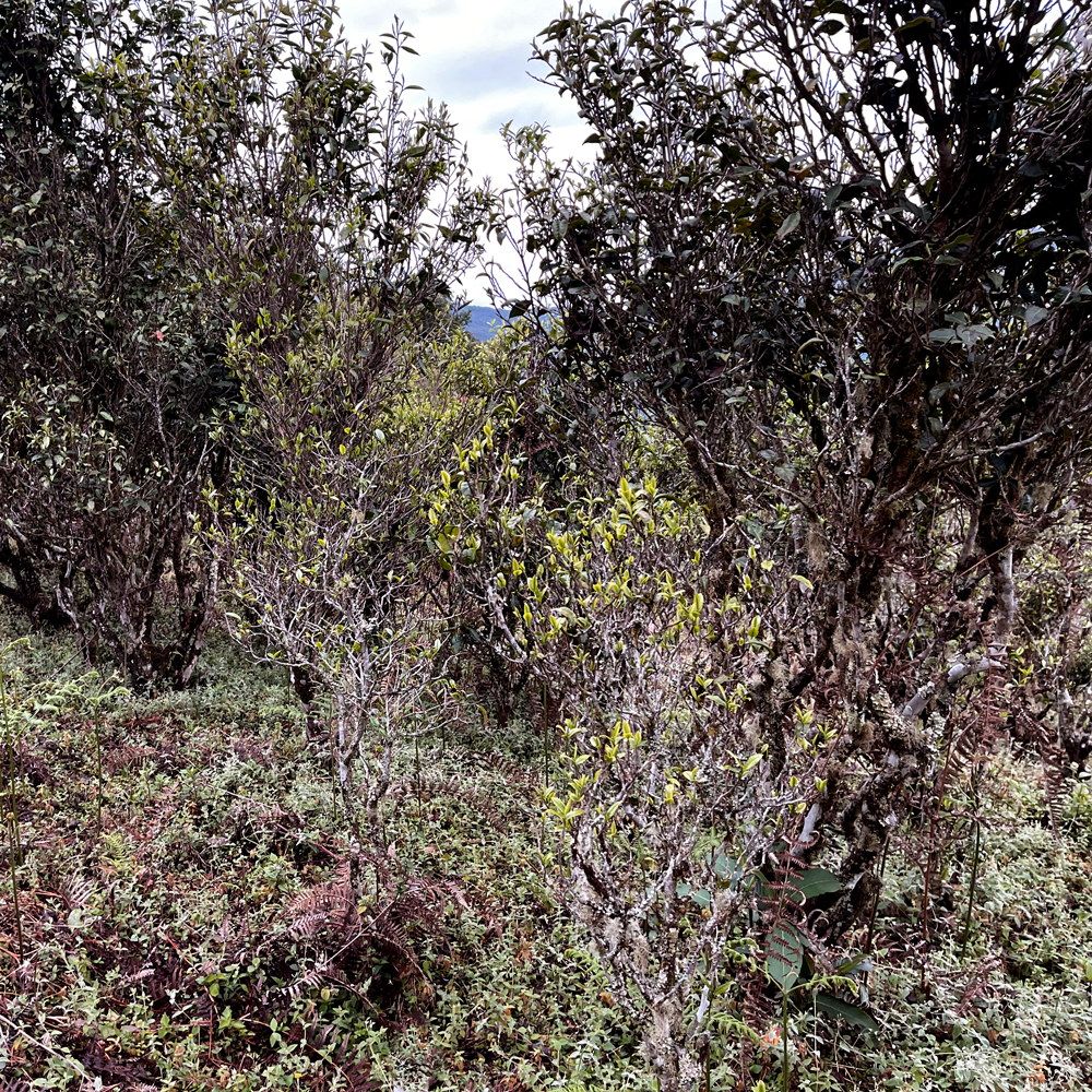 Xiao Hu Sai 2021 Sheng Pu Erh 30g Broken Cake