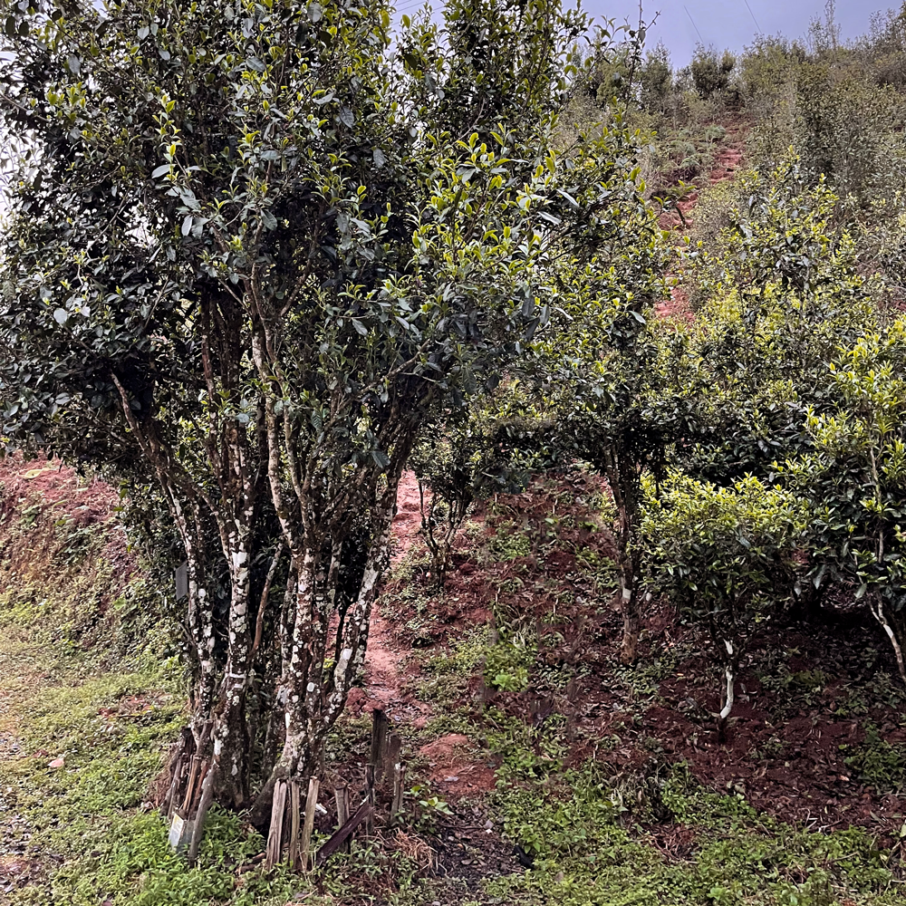 Xiao Hu Sai 2021 Sheng Pu Erh 25g Loose Leaf