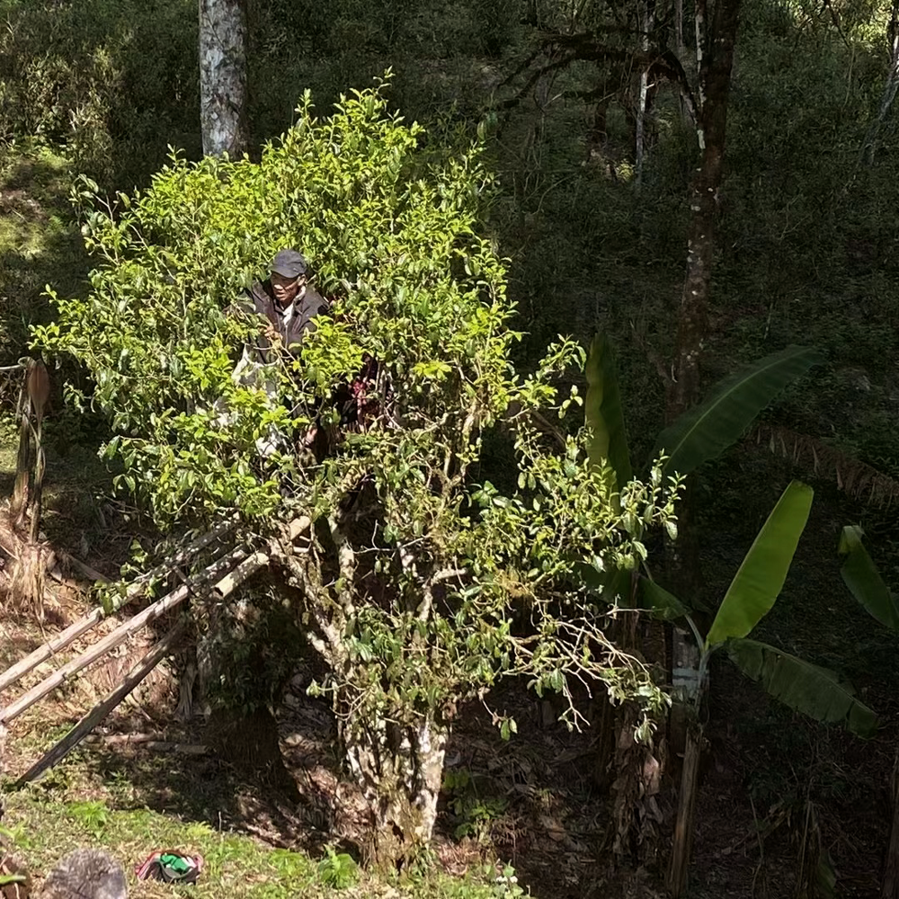 Lao Banzhang 2021 Imperial Sheng Pu Erh