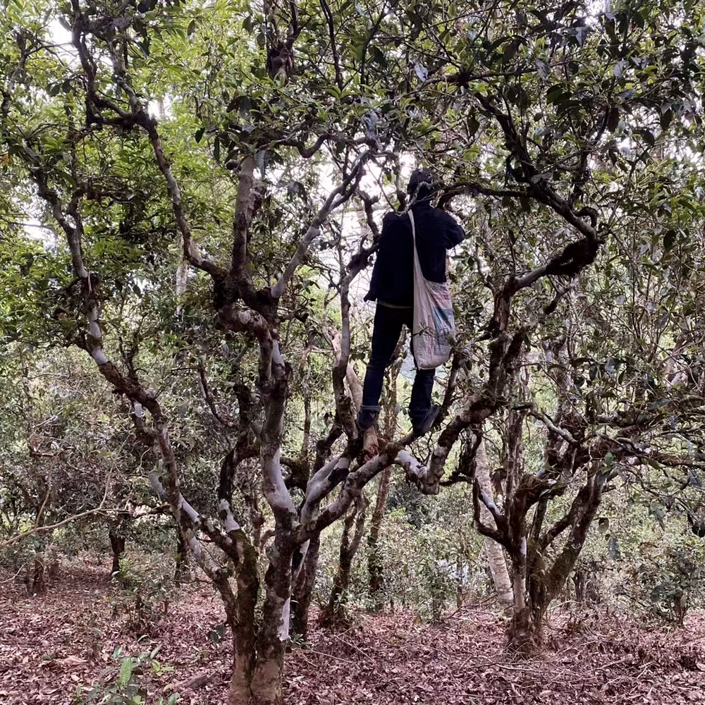 Lao Ban Zhang 2021 Imperial Sheng Pu Erh