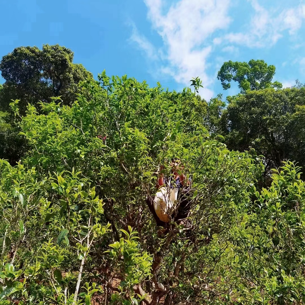 Lao Ban Zhang 2021 Imperial Sheng Pu Erh 10g Broken Cake