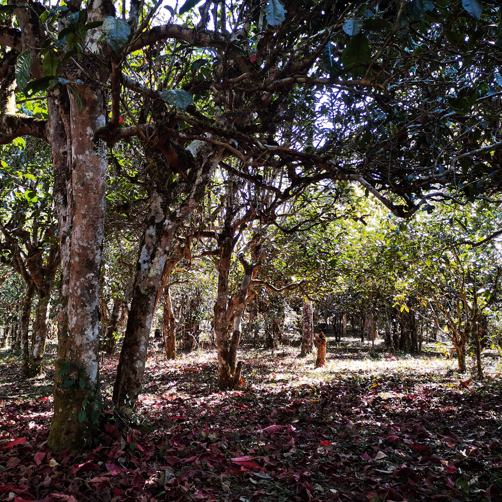 Sheng Pu Erh Tea Cake Lao Ban Zhang 2021