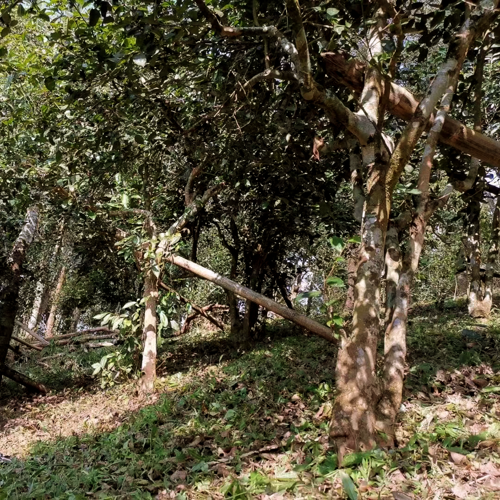 Lao Ban Zhang 2021 Sheng Pu Erh Maocha 25 g